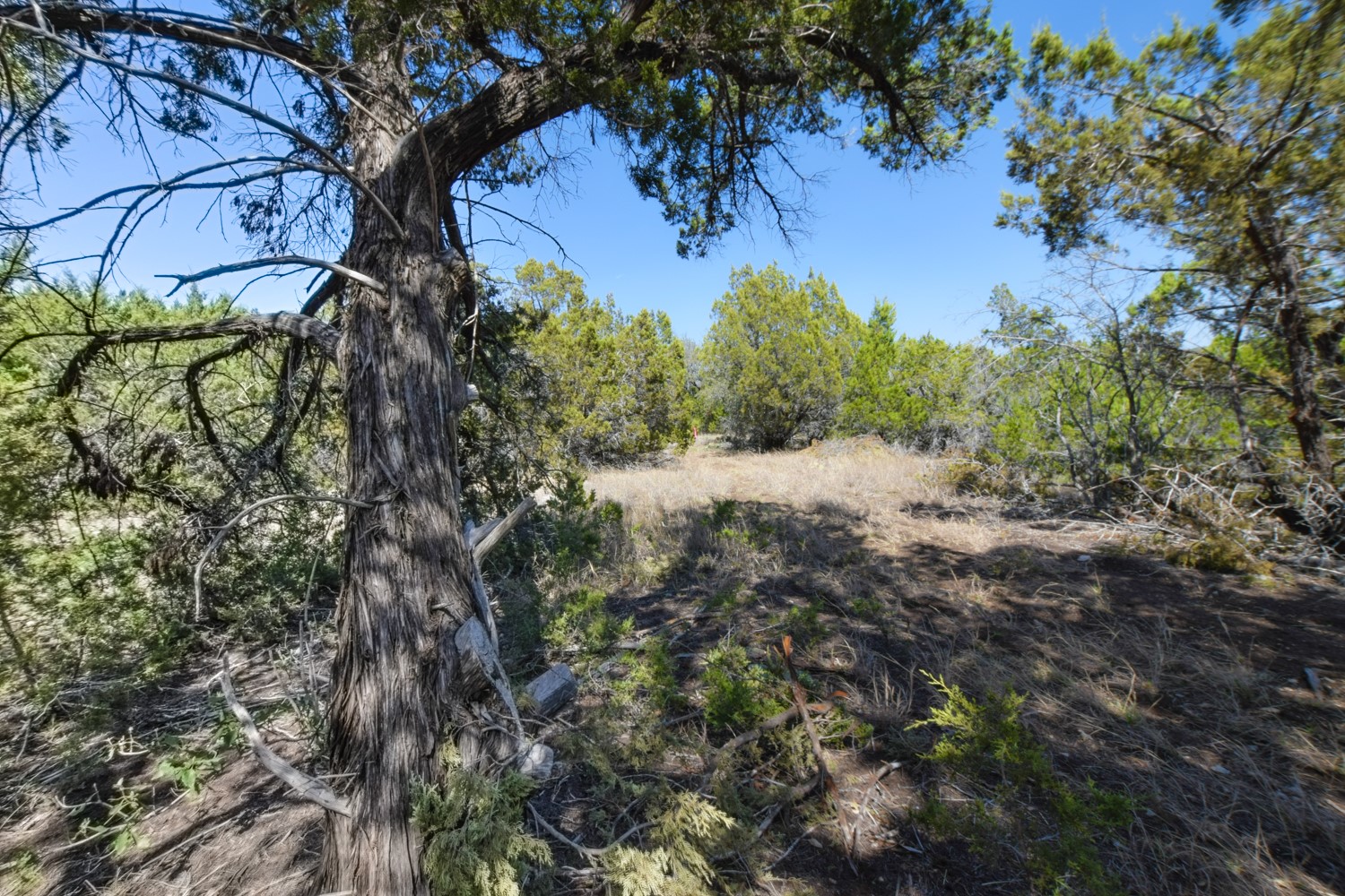 370 B Kothmann Road Dripping Springs, TX 78620 - Photo 15 of 31 Flat building sites in the trees