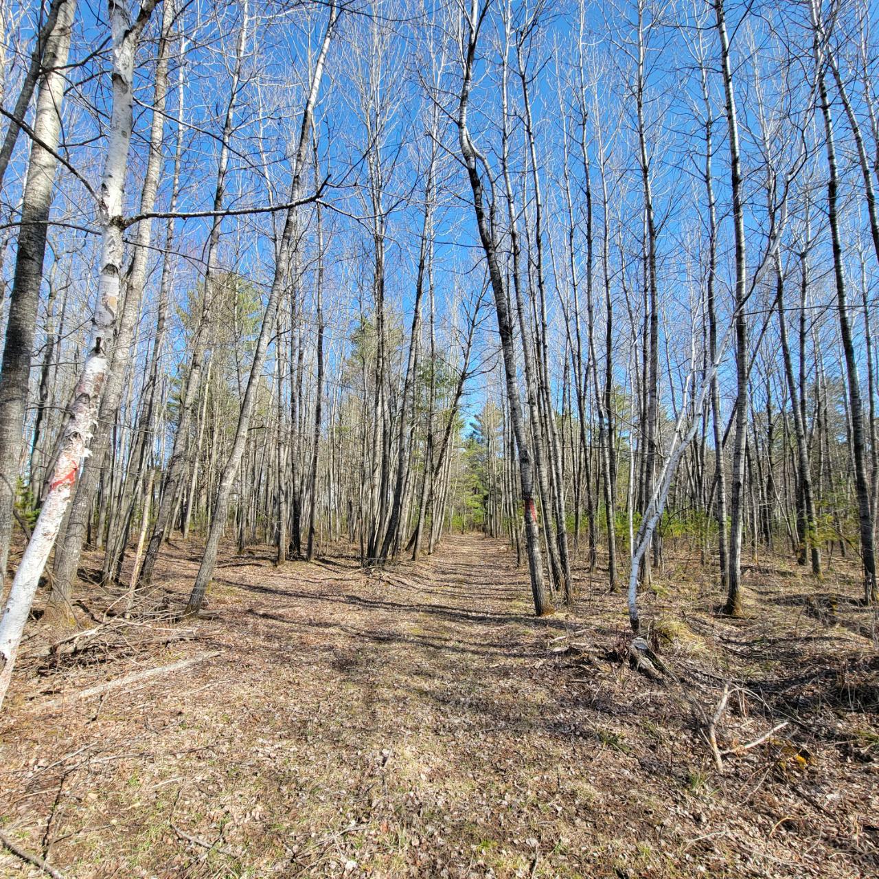 Near Forest Road Tomahawk, WI 54487 - Photo 14 of 20 Gallery Image 14