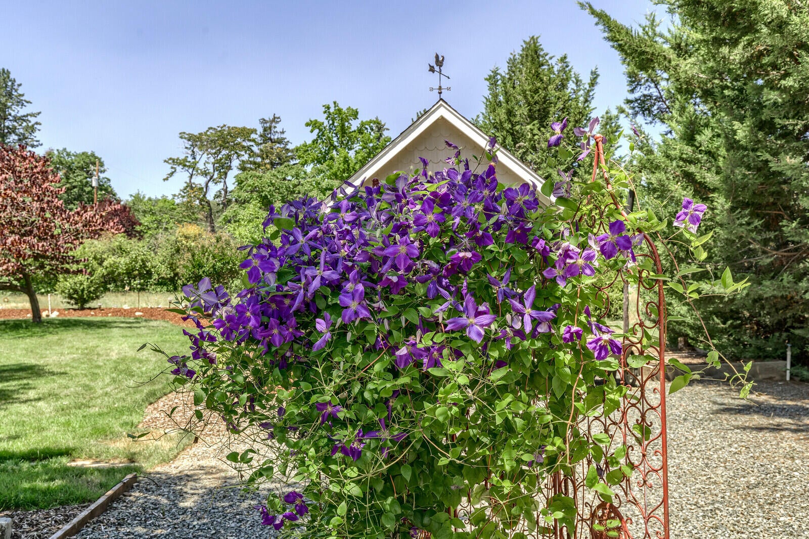 2056 Knowles Road Medford, OR 97501 - Photo 30 of 35 Gorgeous Clematis