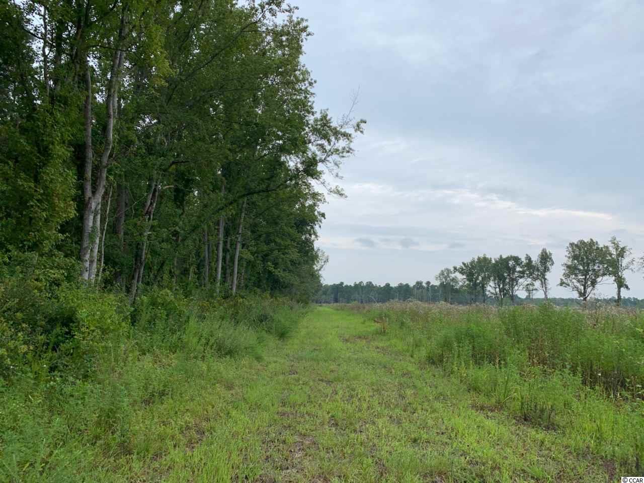 65-acres 65-acres Sims Reach Road Kingstree, SC 29556 - Photo 4 of 8