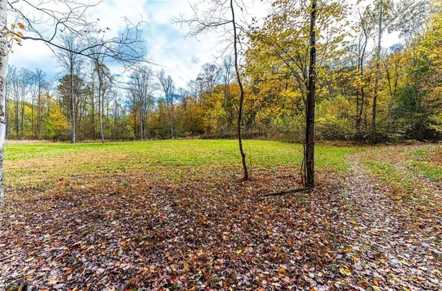 a view of a field with a tree