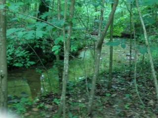 1460 Poplar Ridge Road Chapmansboro, TN 37035 - Photo 7 of 20 A Spring fed creek runs thru the woods & across the farm