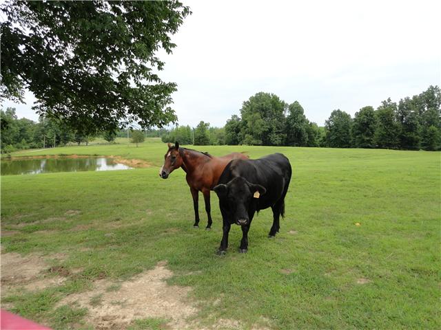 1460 Poplar Ridge Road Chapmansboro, TN 37035 - Photo 9 of 20 No horsin' around this place is beautiful!