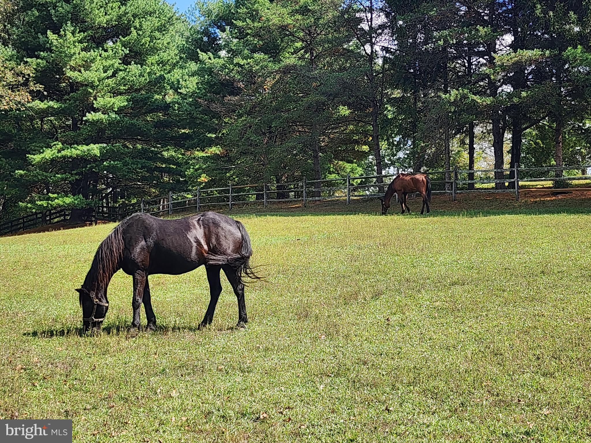 14847 White Oak Ridge Hancock, MD 21750 - Photo 48 of 101 a view of yard with swimming pool and outdoor seating