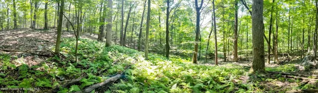 a view of yard with lush green forest