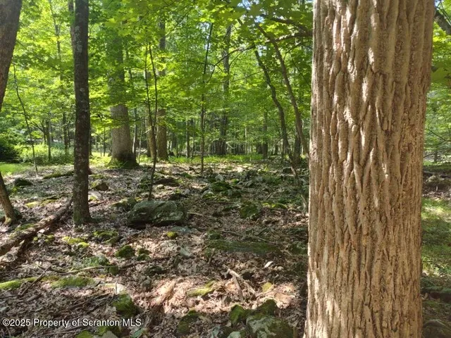 a view of a yard with lots of bushes