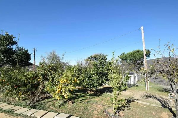 a view of a tree with a yard
