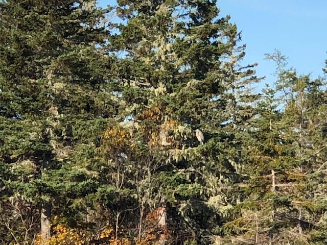 Lot 20-2 Smokehouse Road Lubec, ME 04652 - Photo 4 of 5 IMG_0650
