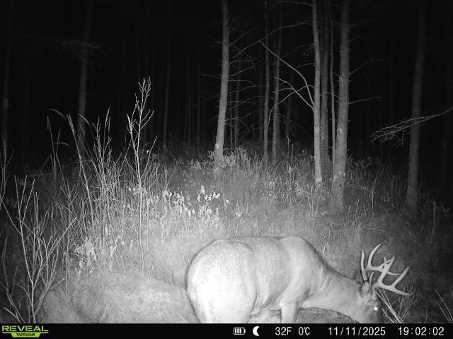 Bogus Road Deerbrook, WI 54424 - Photo 4 of 78