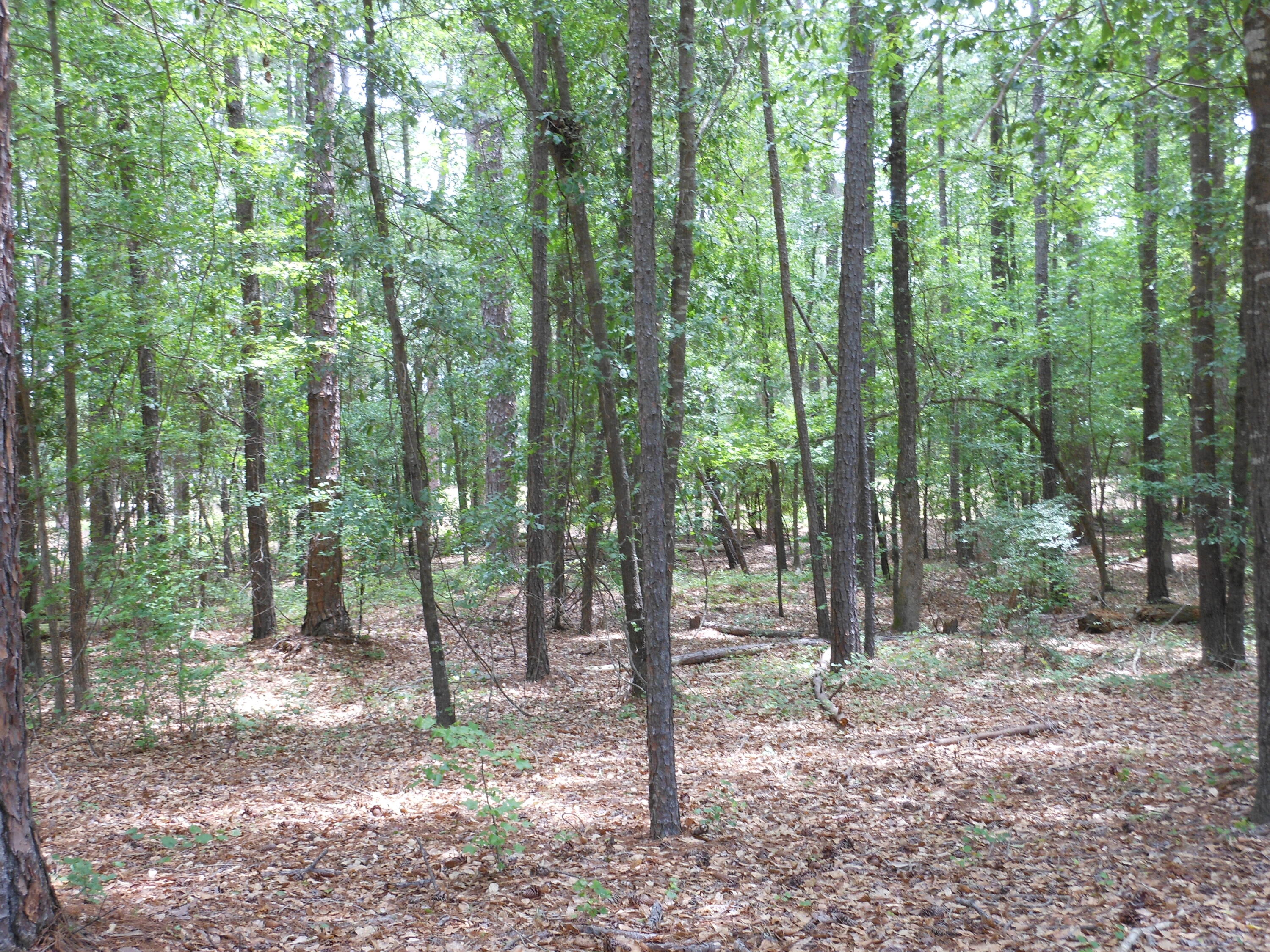 1852 Fort Creek Road Dearing, GA 30808 - Photo 74 of 75 DSCN0136