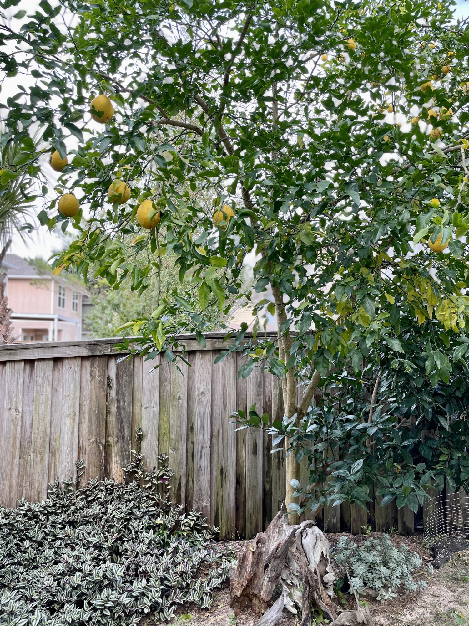 40 Horn Beam Way Santa Rosa Beach, FL 32459 - Photo 31 of 37 a backyard of a house with lots of green space and wooden fence