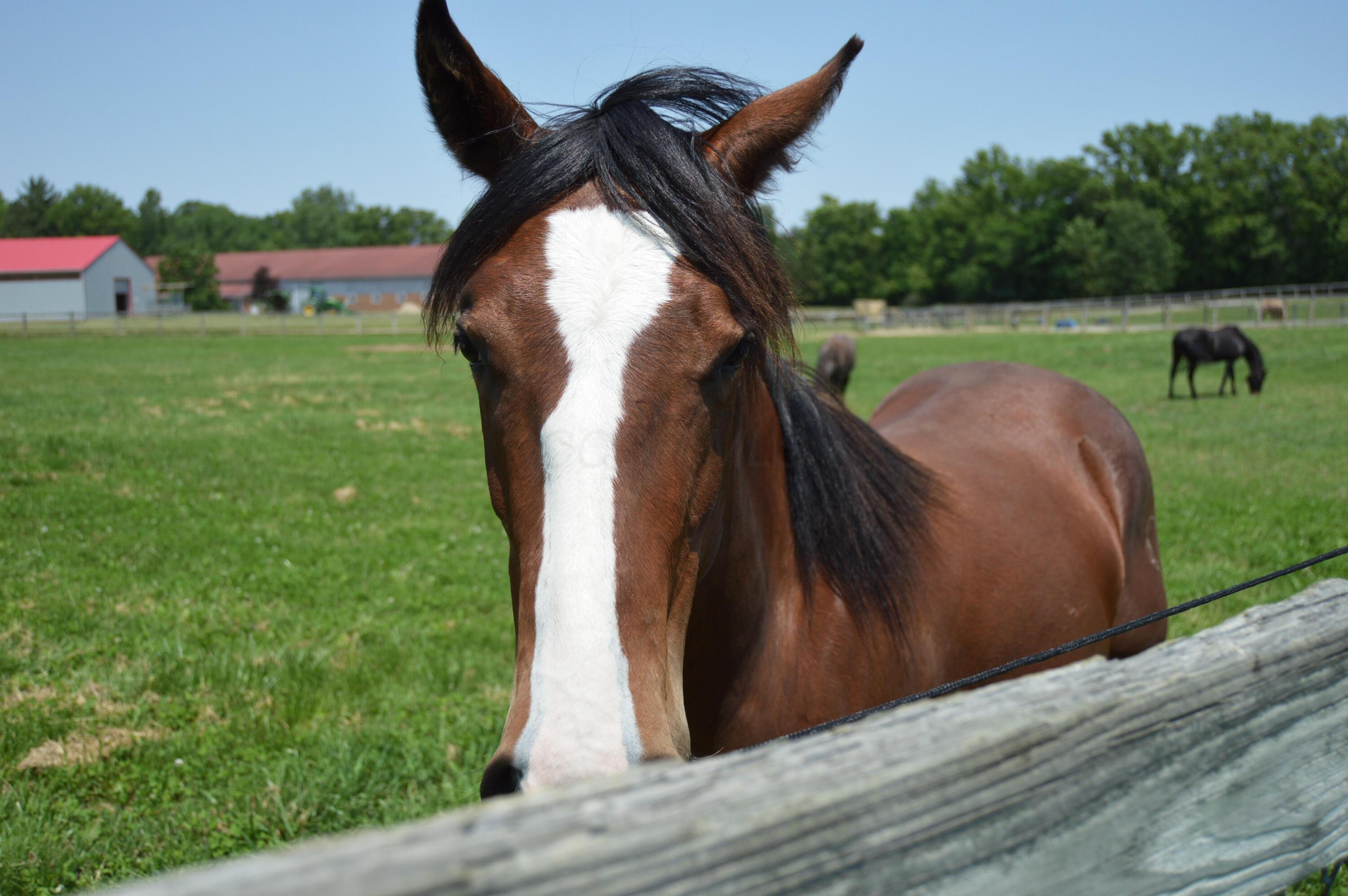 10156 Marysville Road Ostrander, OH 43061 - Photo 96 of 140 Horses 3