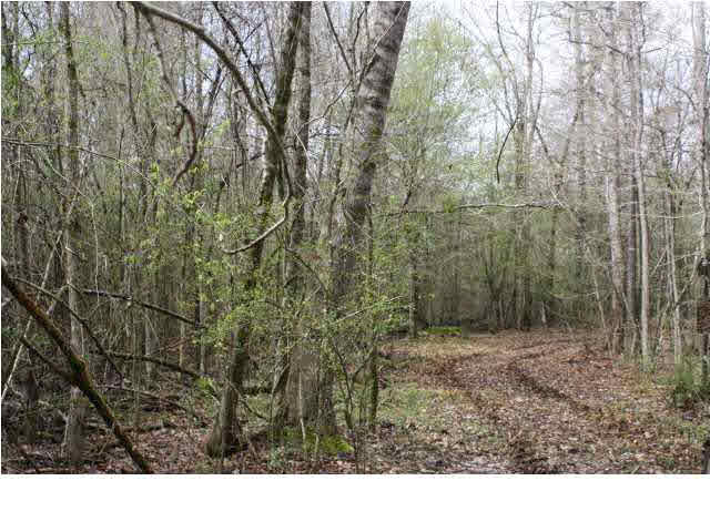 1 Mt Zion Road Northwest Wesson, MS 39191 - Photo 3 of 4 Photo 3