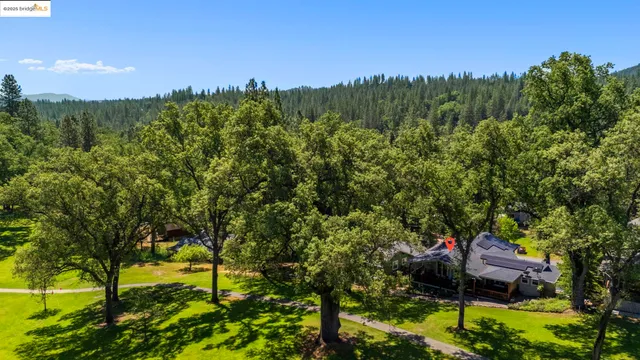 a view of a lush green forest with trees in the background