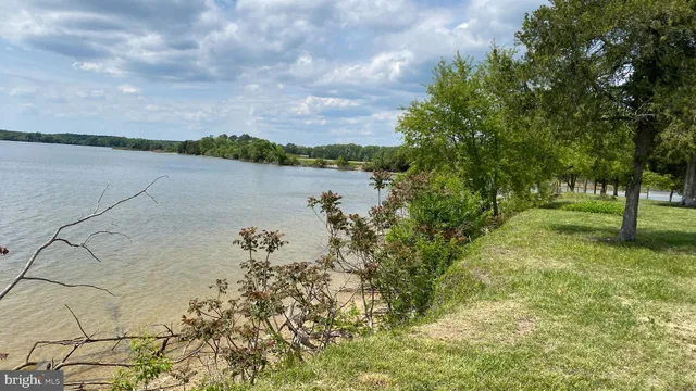 a view of a trees in a yard