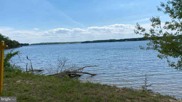 a view of a tree in a yard