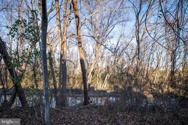 a view of a forest with trees
