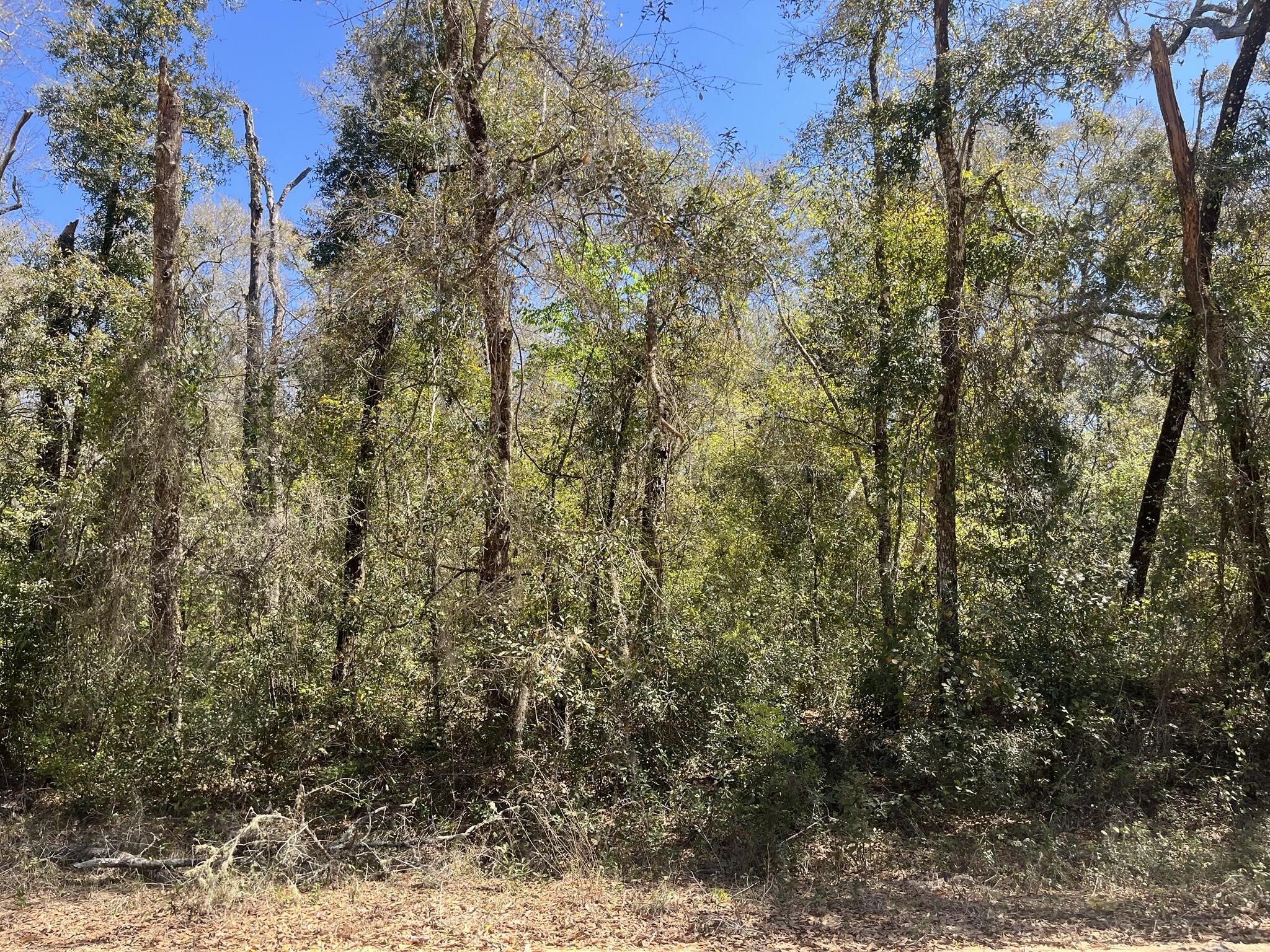 Tbd Walker Drive Interlachen, FL 32148 - Photo 5 of 6 1000000882