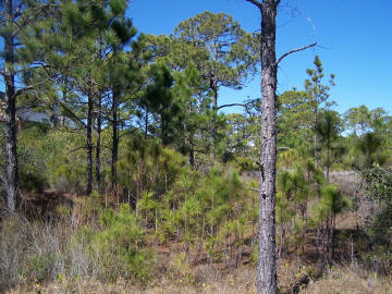 1472 Blueberry Road Eastpoint, FL 32328 - Photo 1 of 1