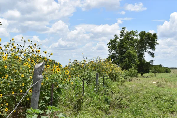 a view of a bunch of trees