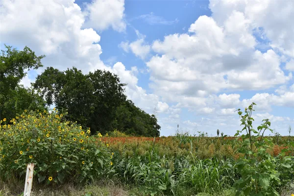 a view of a big yard of a house with a yard