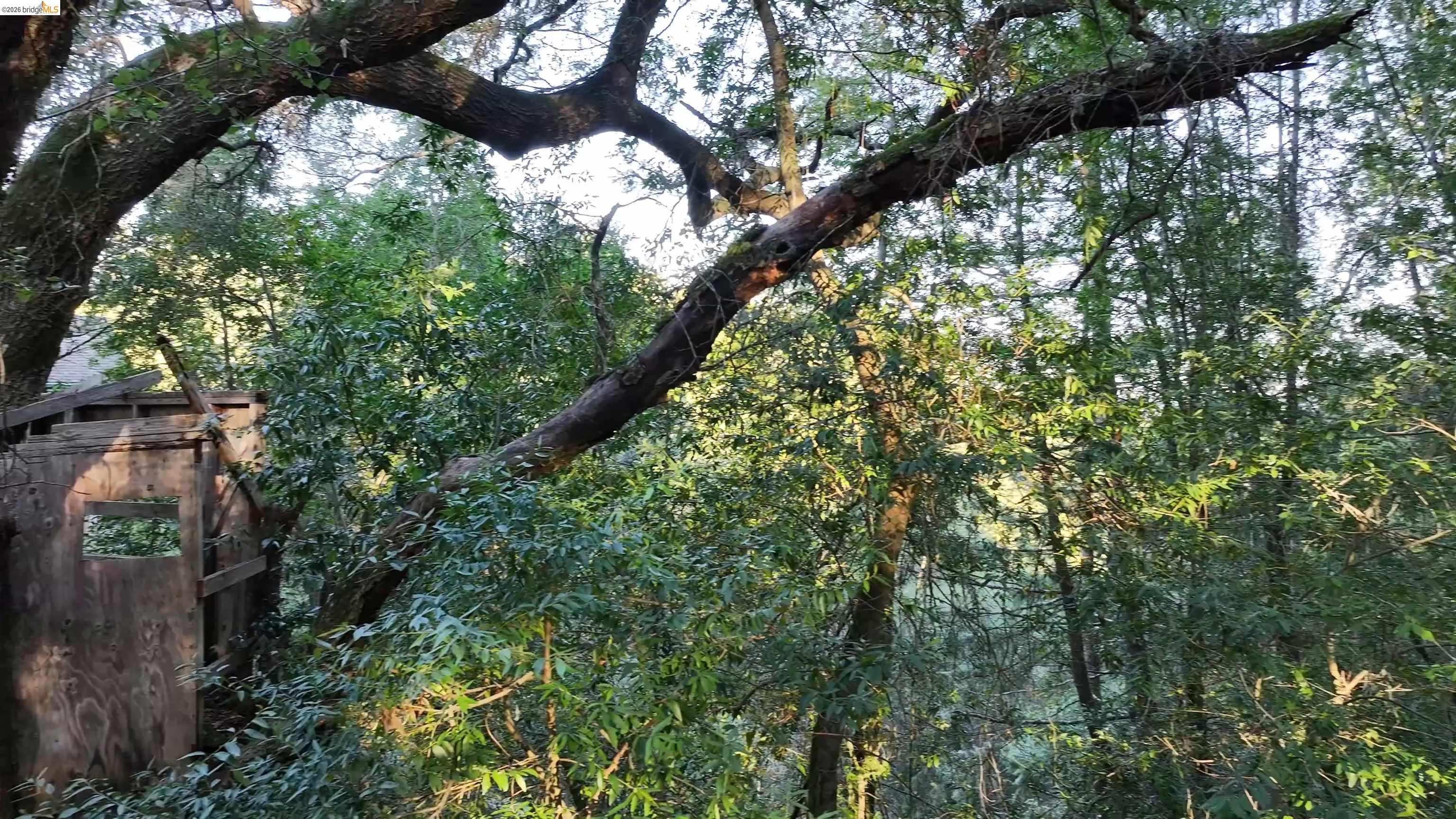 5051 Harrison Grade Road Sebastopol, CA 95472 - Photo 29 of 31 a picture of tree
