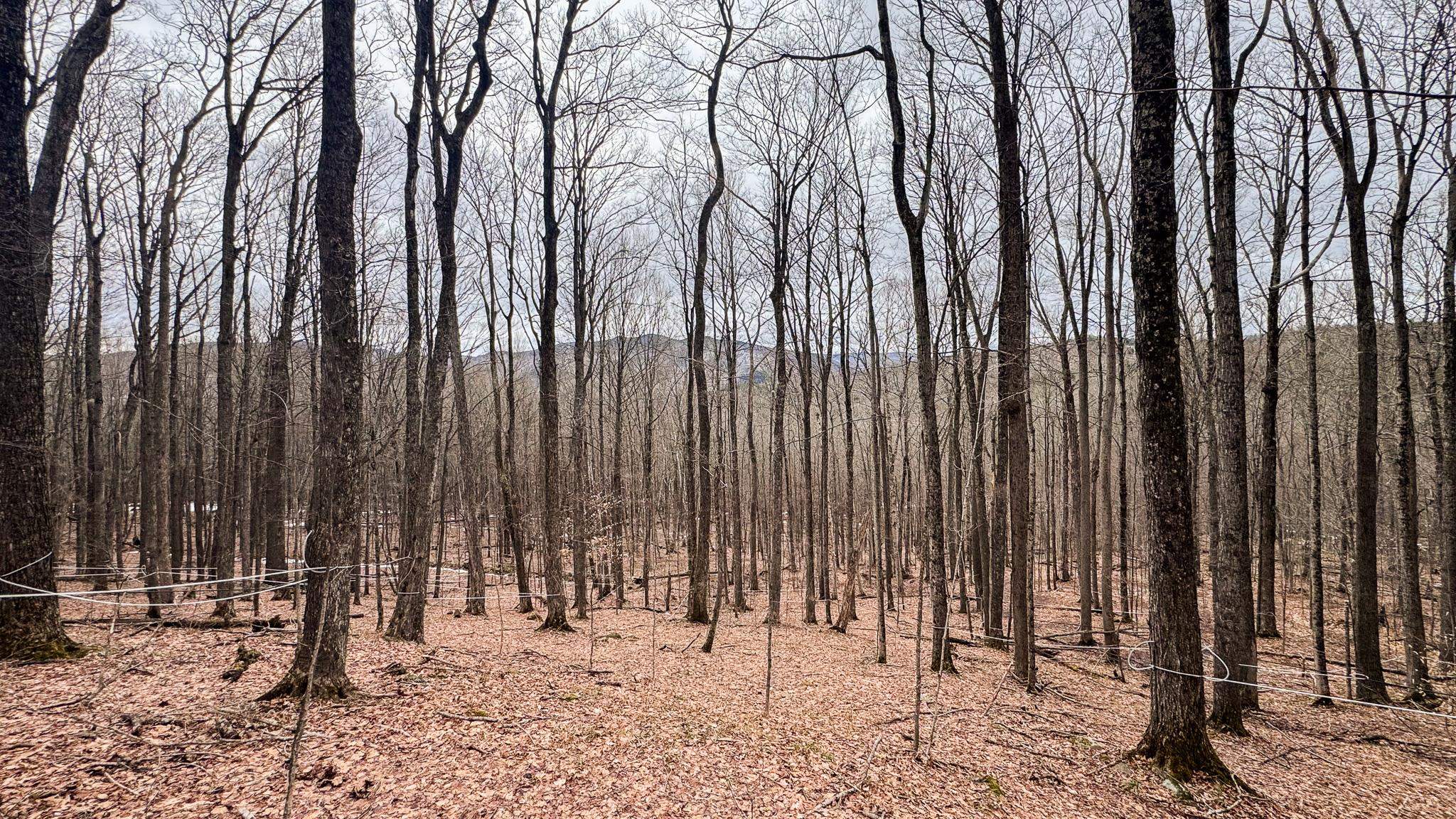 400 Marine Hill Rochester, VT 05767 - Photo 4 of 13