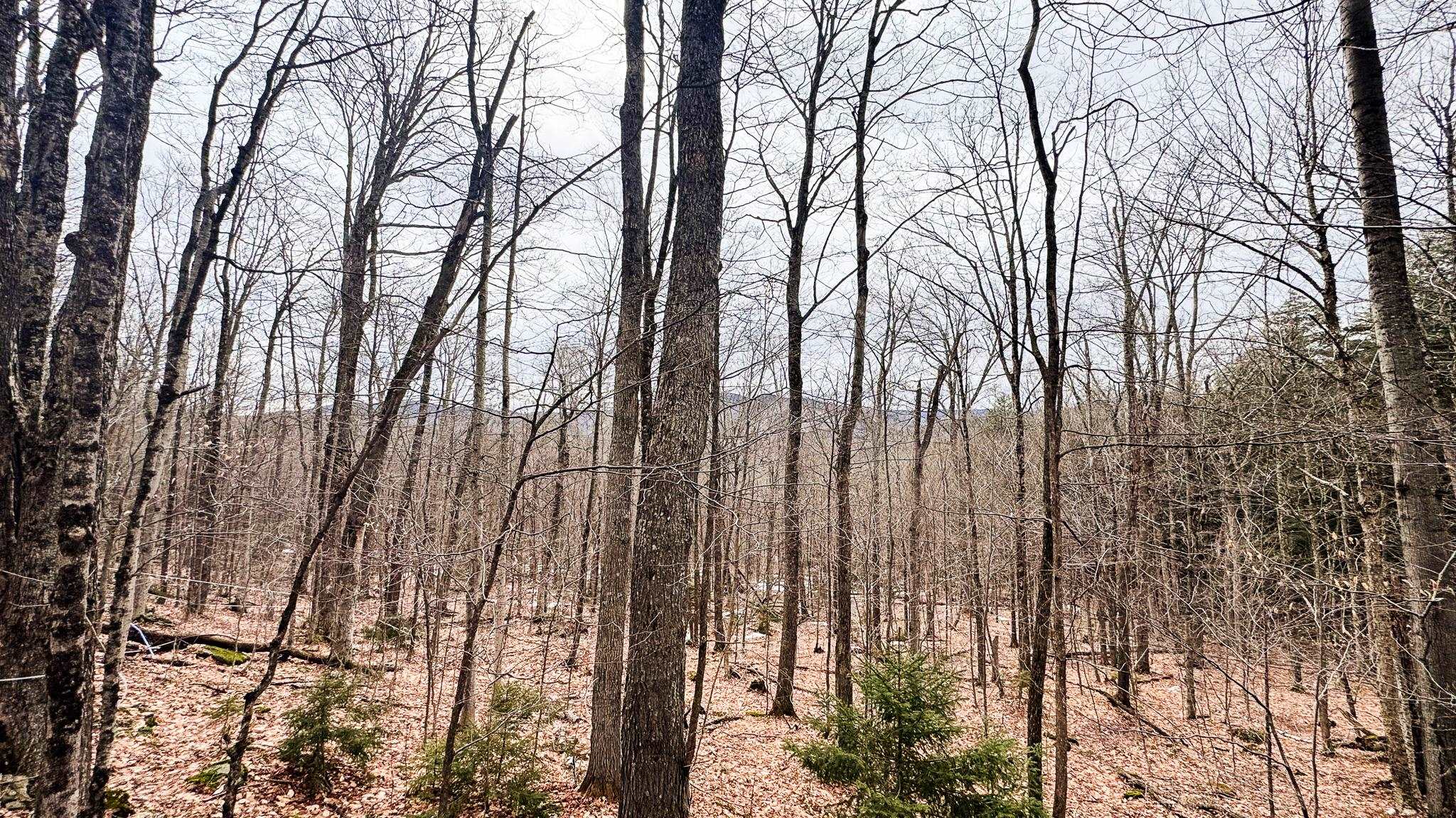 400 Marine Hill Rochester, VT 05767 - Photo 10 of 13