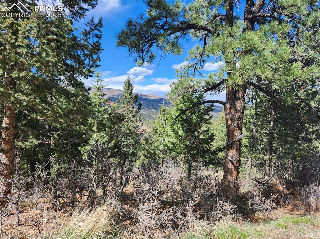 292 Sugar Loaf Road Manitou Springs, CO 80829 - Photo 4 of 12 a view of a flower in a garden