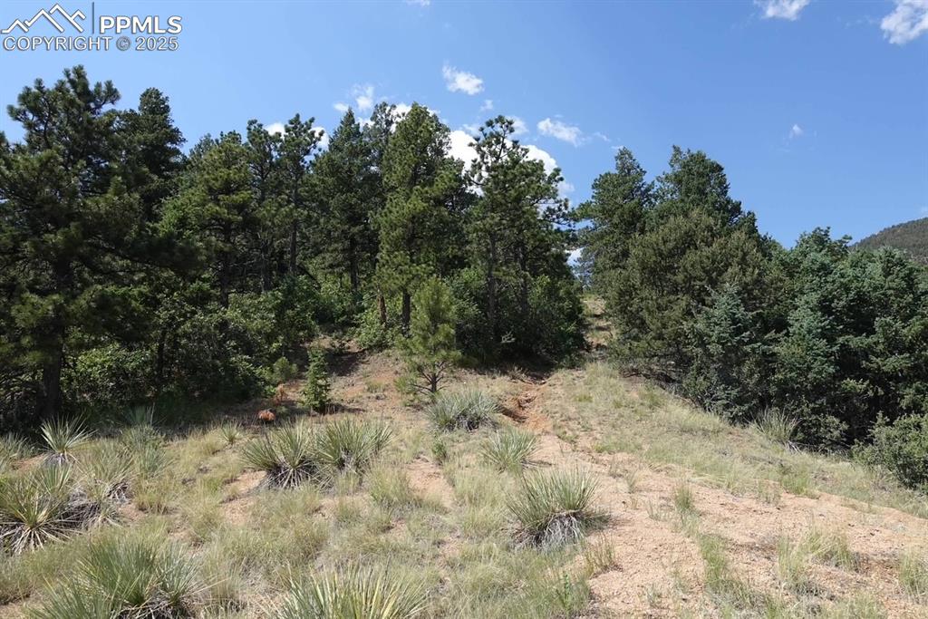 292 Sugar Loaf Road Manitou Springs, CO 80829 - Photo 6 of 12 a view of a forest with trees in the background