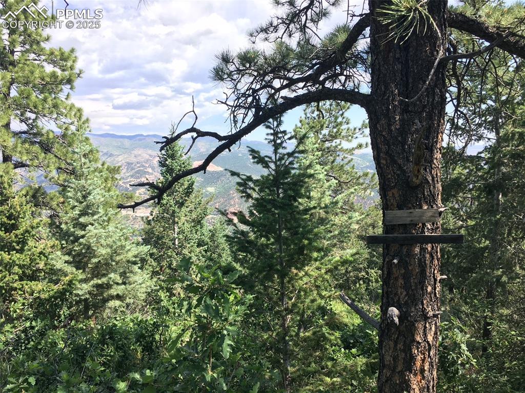 292 Sugar Loaf Road Manitou Springs, CO 80829 - Photo 7 of 12 a view of tree