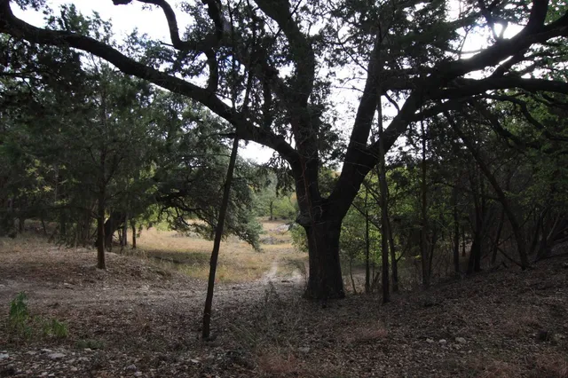 a view of lush green forest
