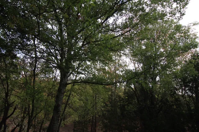 a view of tree in the forest