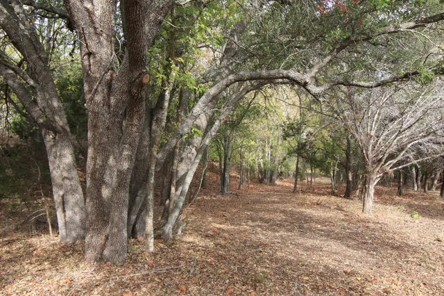 a view of a forest filled with trees