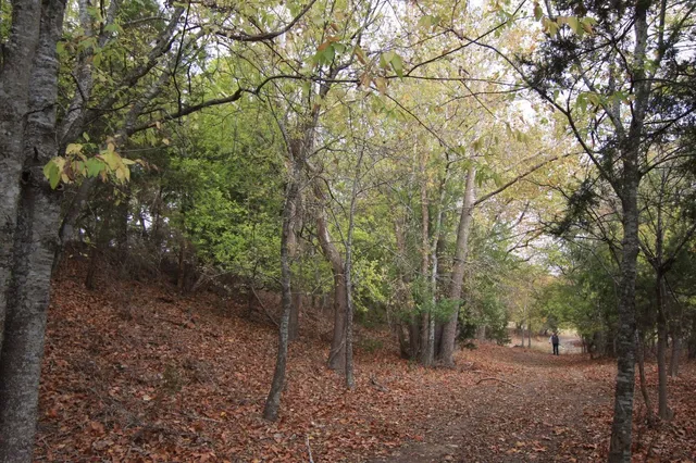 a view of tree in front of house