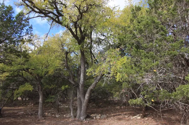 a view of a forest with trees in the background