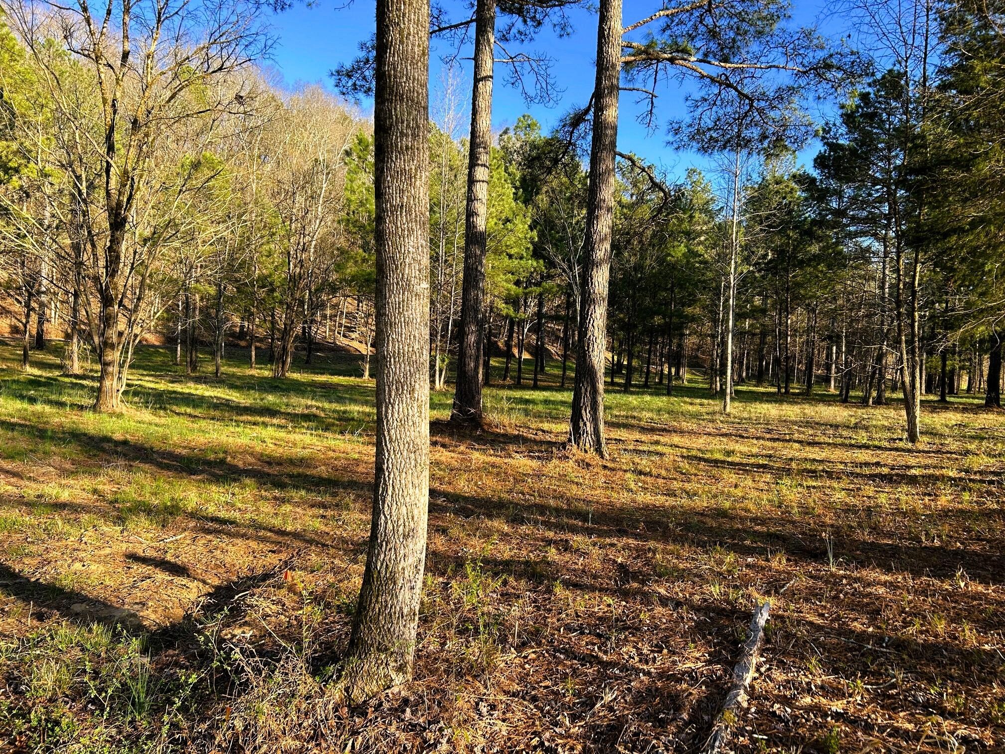 4 County Road 950 Charleston, TN 37310 - Photo 9 of 15