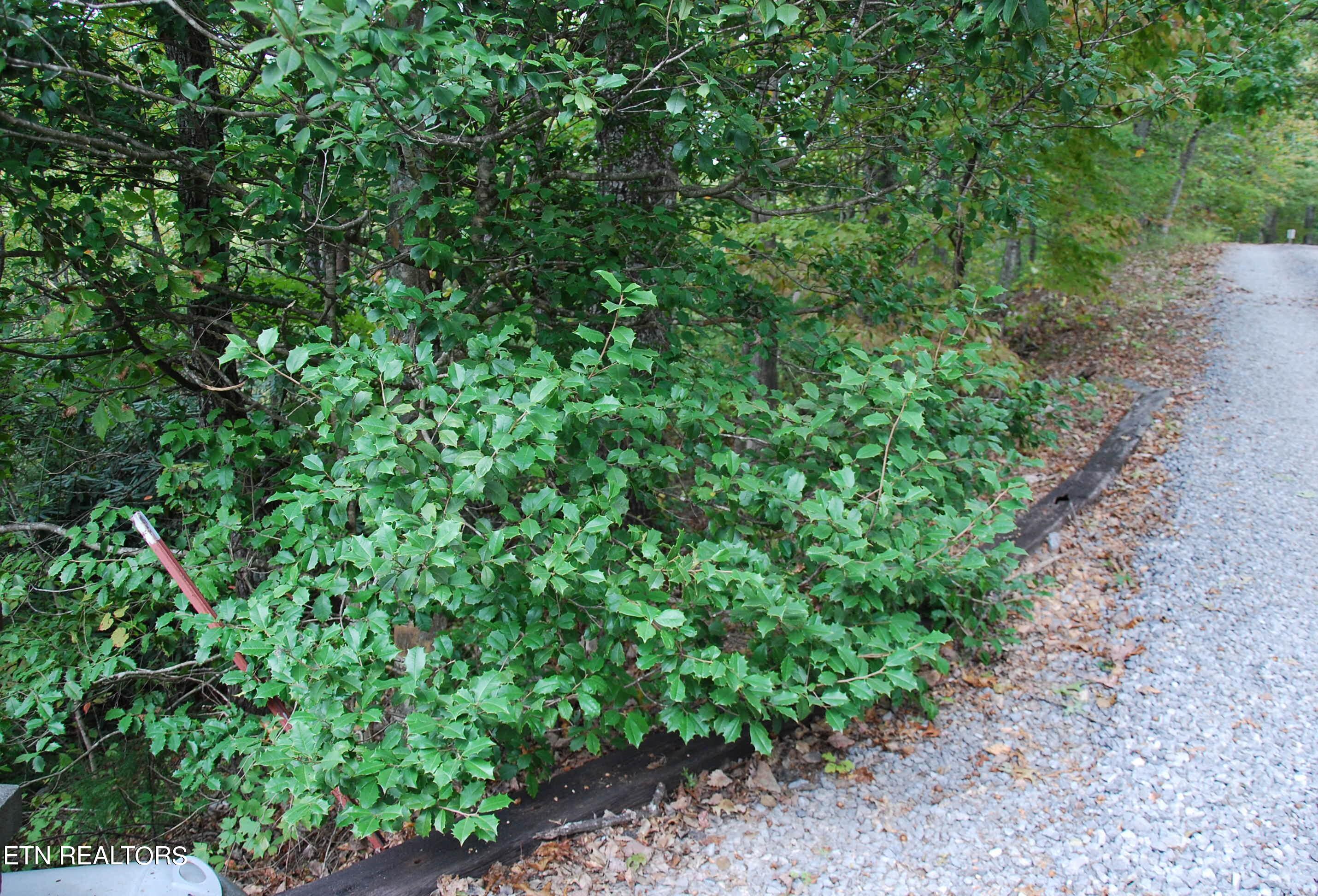 2017 Ridgecrest Loop Lane Sevierville, TN 37876 - Photo 7 of 17 DSC_0345