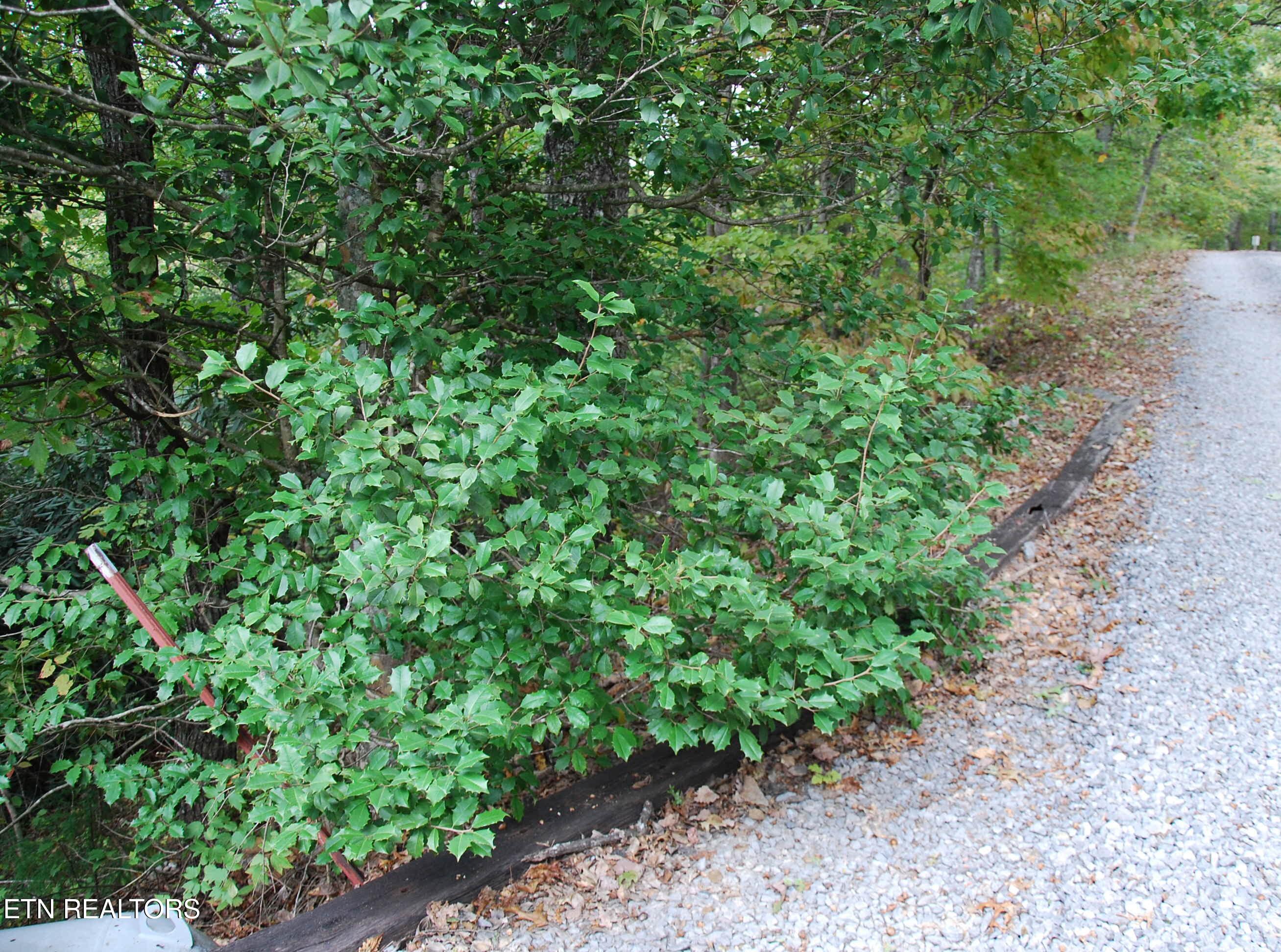 2017 Ridgecrest Loop Lane Sevierville, TN 37876 - Photo 8 of 17 DSC_0346