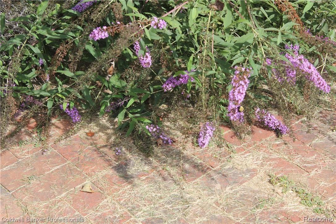 8870 Perry Lake Road Clarkston, MI 48348 - Photo 40 of 44 brick terrace and butterfly bush