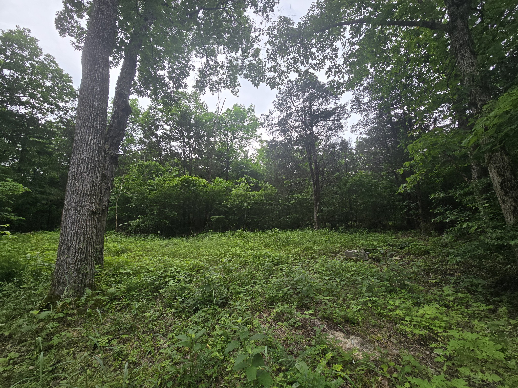 0 Tom Littlejohn Road Columbia, TN 38401 - Photo 7 of 20