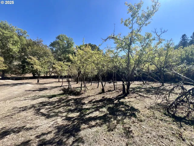 a view of a yard with trees