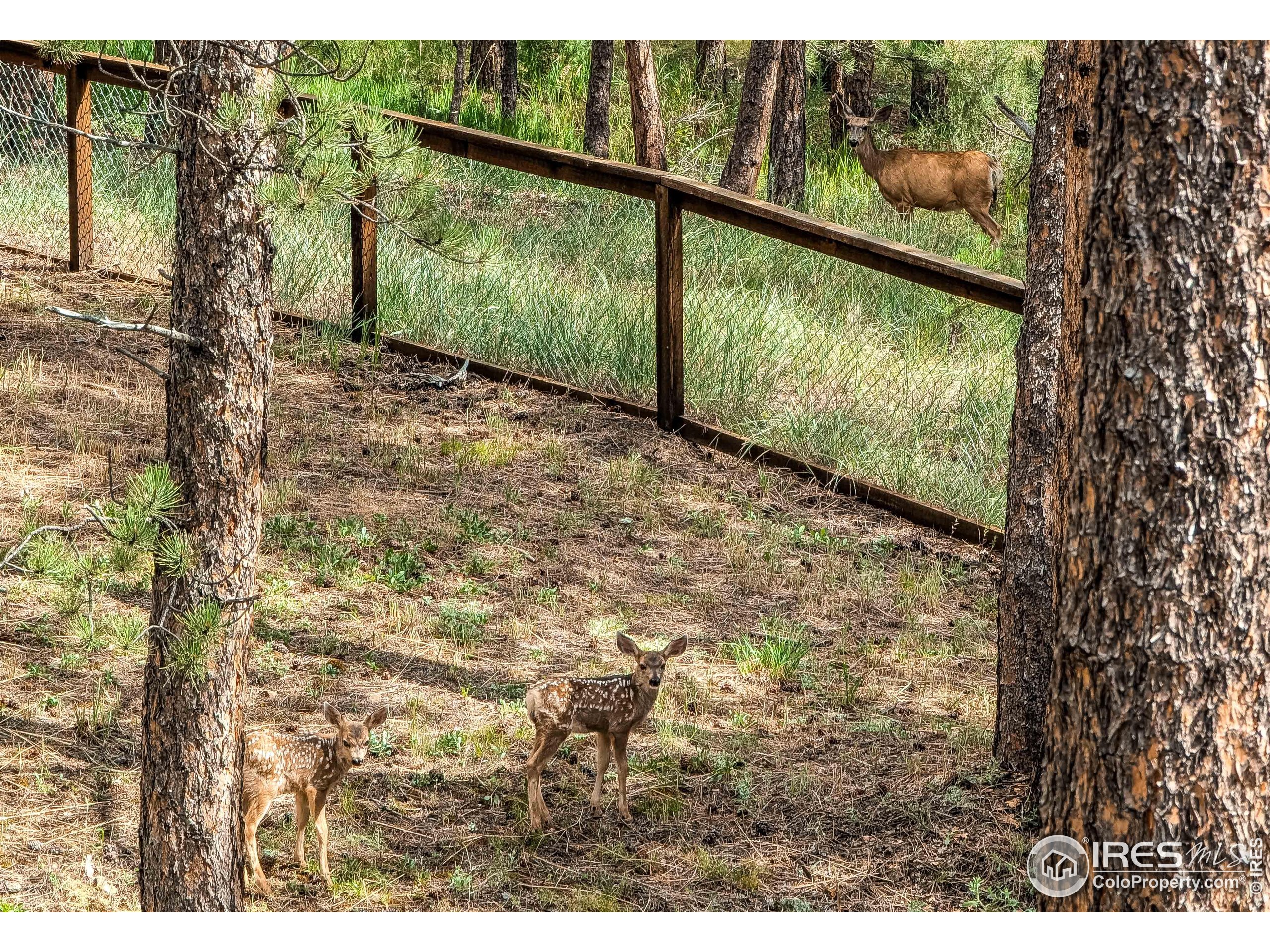 166 Cherokee Road Lyons, CO 80540 - Photo 24 of 38 a view of a yard with large trees