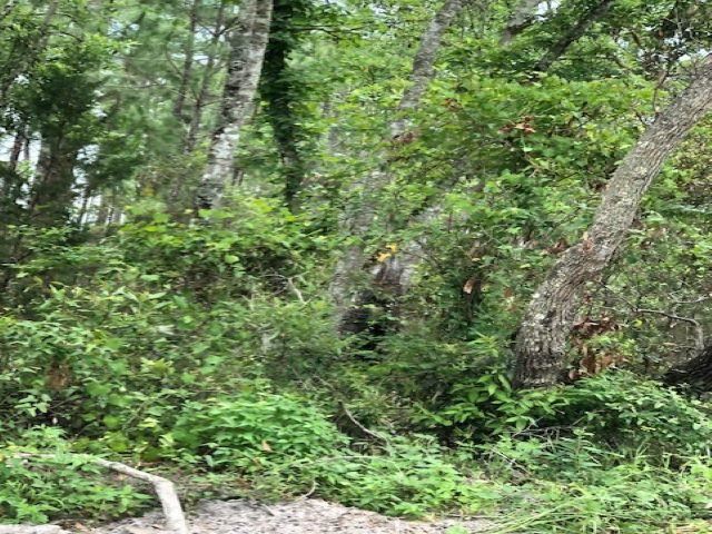 Lot 8 Surf Road Ochlockonee Bay, FL 32346 - Photo 2 of 9