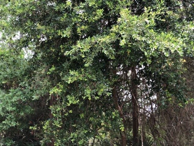 Lot 8 Surf Road Ochlockonee Bay, FL 32346 - Photo 7 of 9