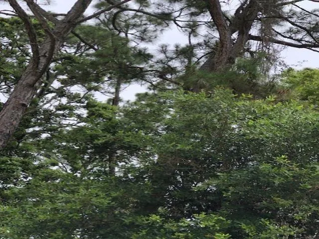 $30,000 | Lot 8 Surf Road, Ochlockonee Bay, FL 32346