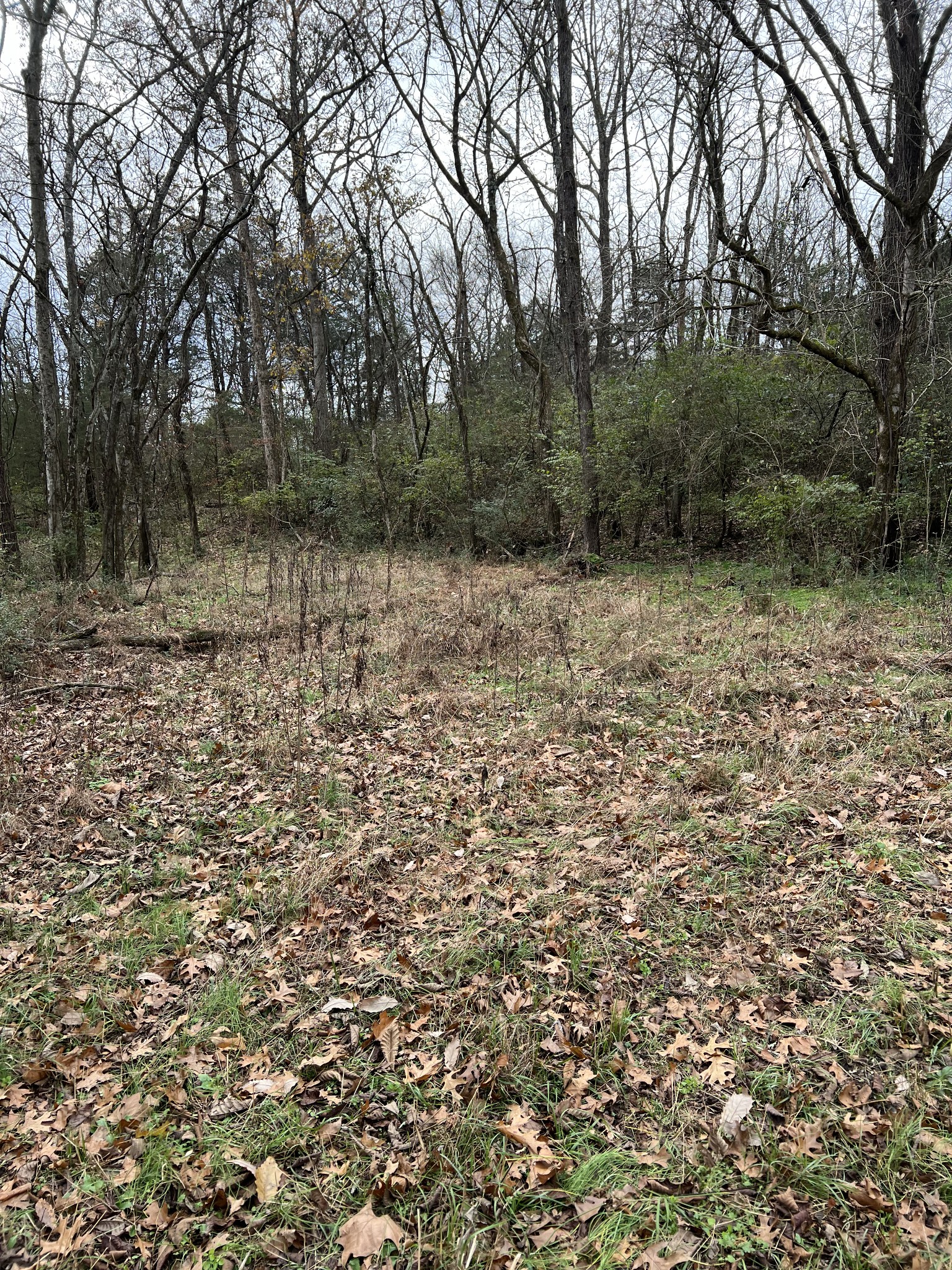 1 Pyles Road Chapel Hill, TN 37034 - Photo 11 of 32 a backyard of a house with lots of green space