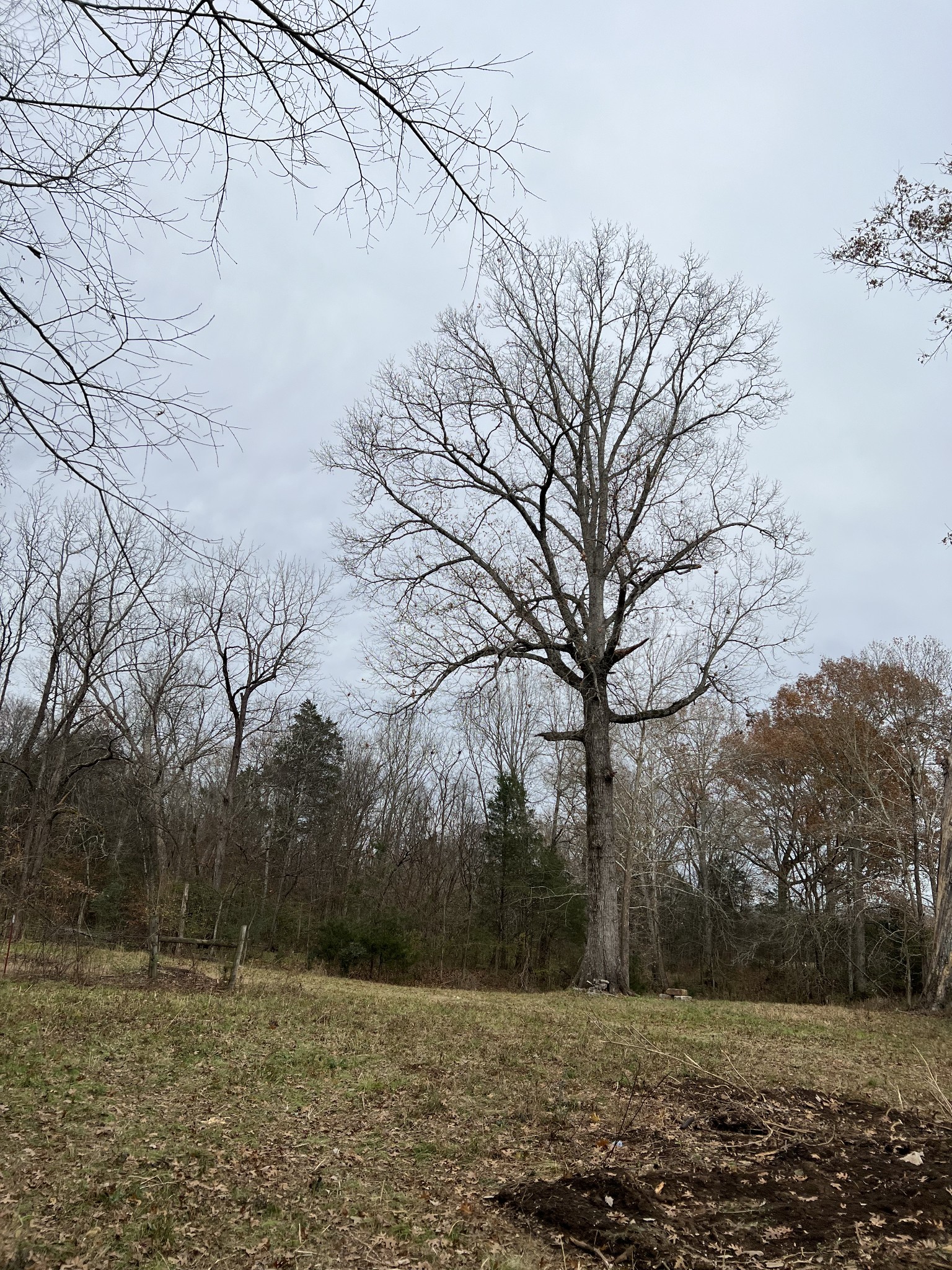 1 Pyles Road Chapel Hill, TN 37034 - Photo 12 of 32 a view of outdoor space with lots of trees