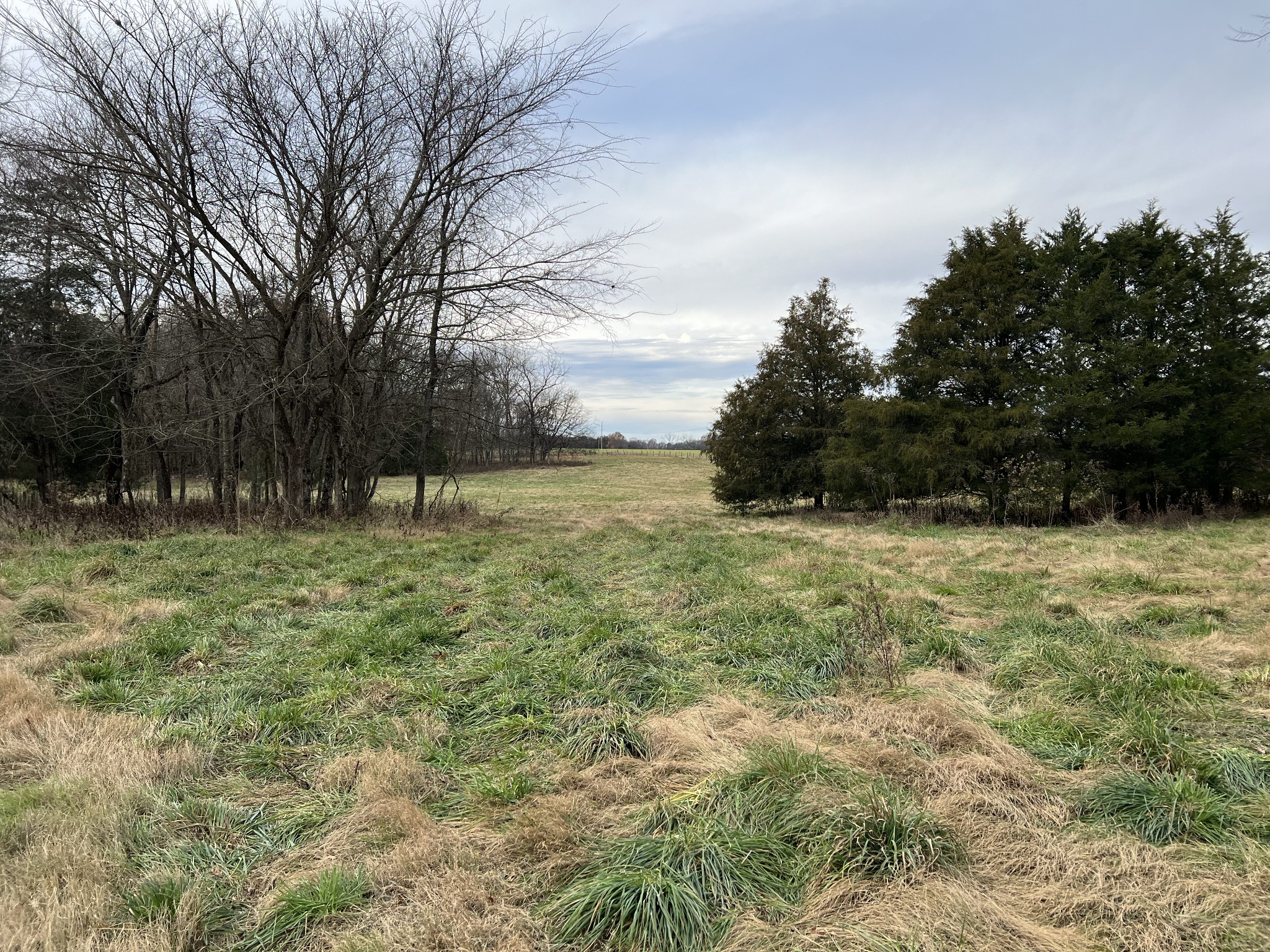 1 Pyles Road Chapel Hill, TN 37034 - Photo 13 of 32 a view of outdoor space with trees all around