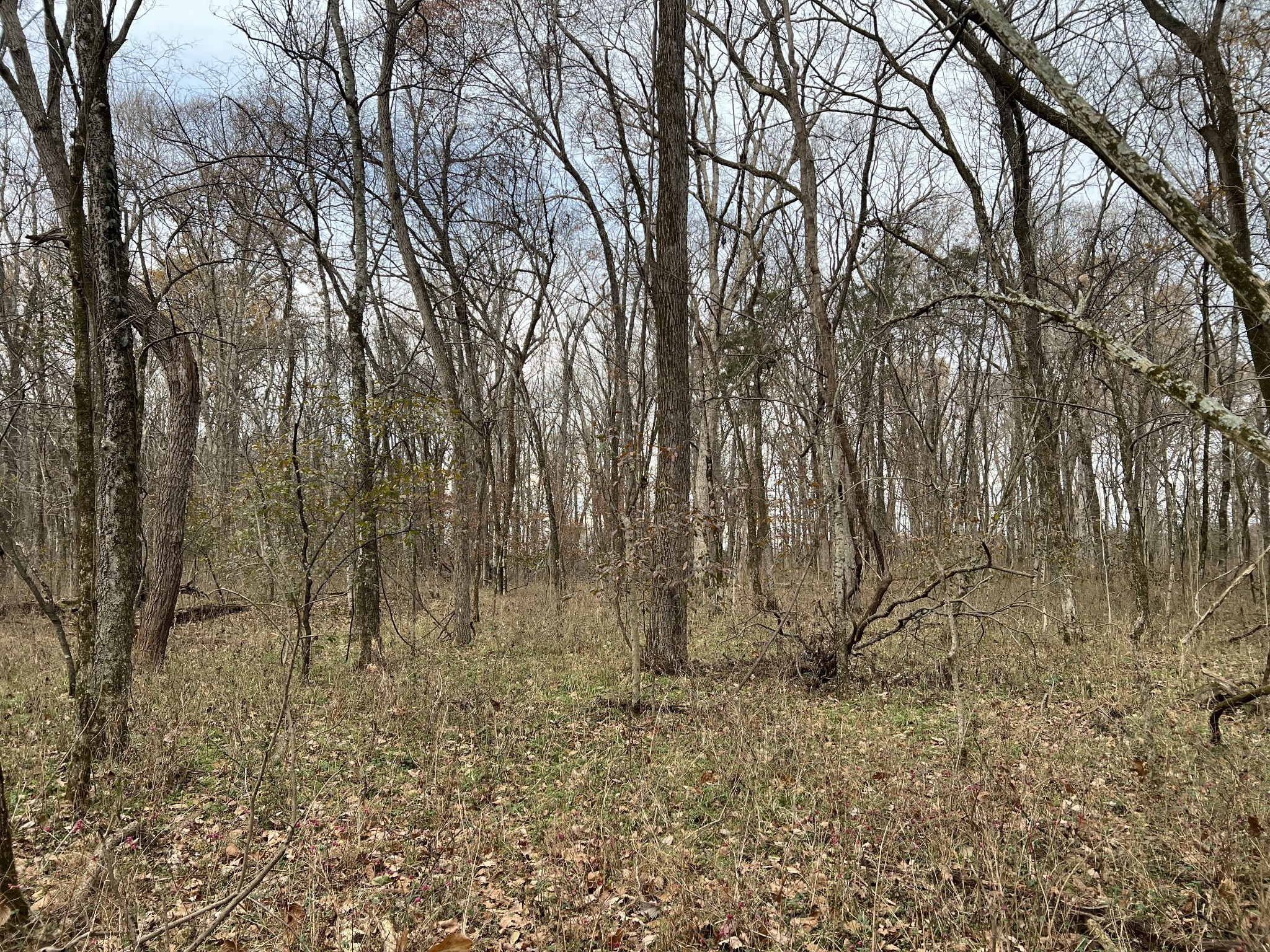 1 Pyles Road Chapel Hill, TN 37034 - Photo 14 of 32 a view of a yard with large trees